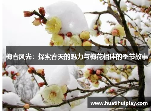 梅春风光：探索春天的魅力与梅花相伴的季节故事